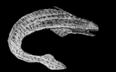 † Xenacanthida († Orthacanthus senckenbergianus)