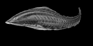 † Myllokunmingiida († Haikouichthys ercaicunensis)