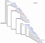 cladogram: Swartz, 2012