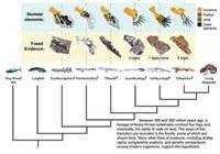 Evolution of tetrapods